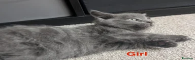 Smoky grey girl