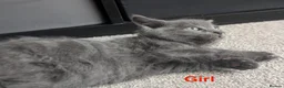 Mixed Breed cats for sale: Scottish straight, turquoise shell adorable 🥰  - Advert 13