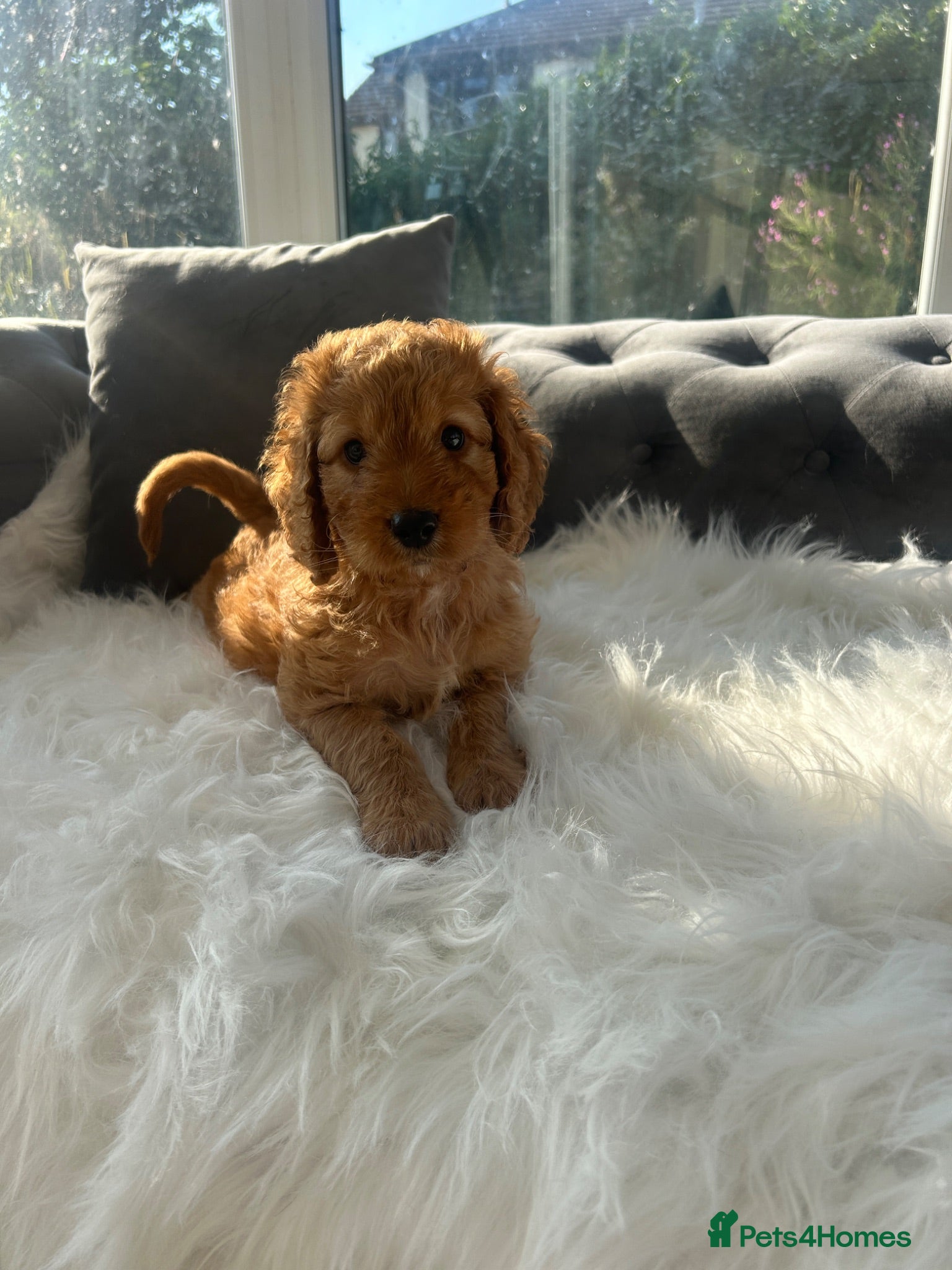 Cockapoo dogs F1 golden cockapoo puppies  - Advert 1