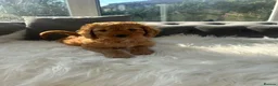 Cockapoo dogs for sale: F1 golden cockapoo puppies  - Advert 1