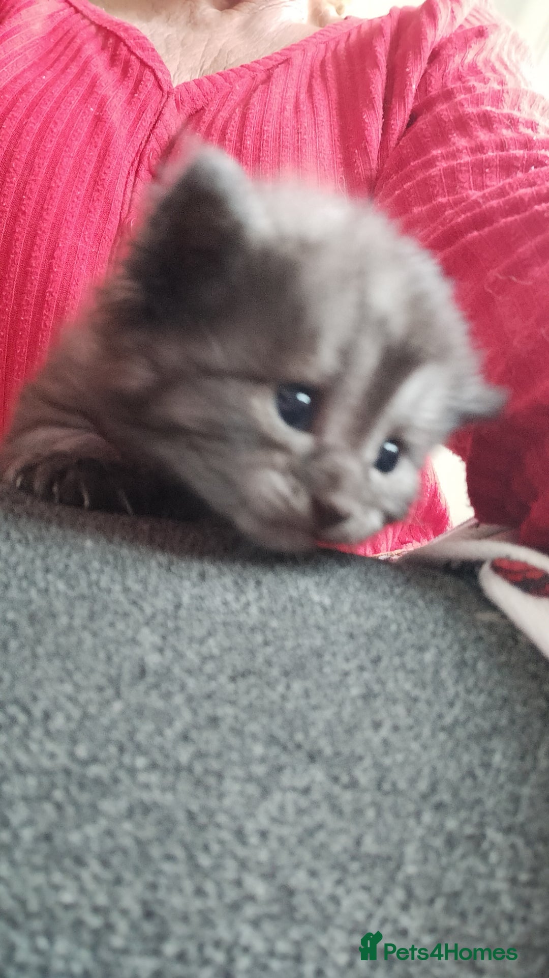 Domestic Shorthair cats for sale: Kittens for Sale - Image 2