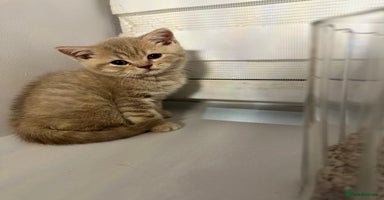 British Shorthair cats - Advert 3