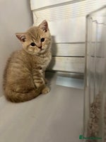 British Shorthair cats - Advert 8