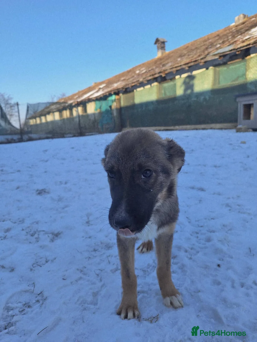 Mixed Breed dogs for adoption: Colby for adoption - Advert 5