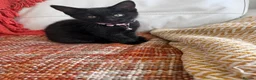 Mixed Breed cats for sale: Adorable friendly kittens  - Advert 8