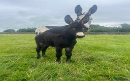 Donkey livestock for sale: Nigel the jack donkey foal  - Image 4