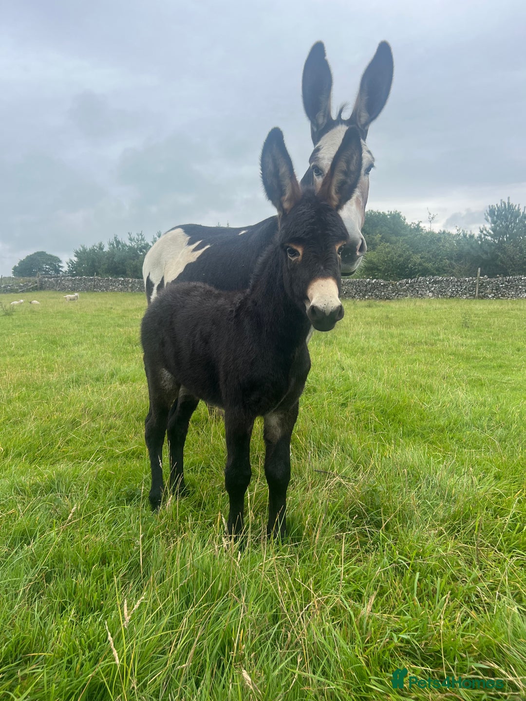 Donkey livestock for sale: Nigel the jack donkey foal  - Image 4
