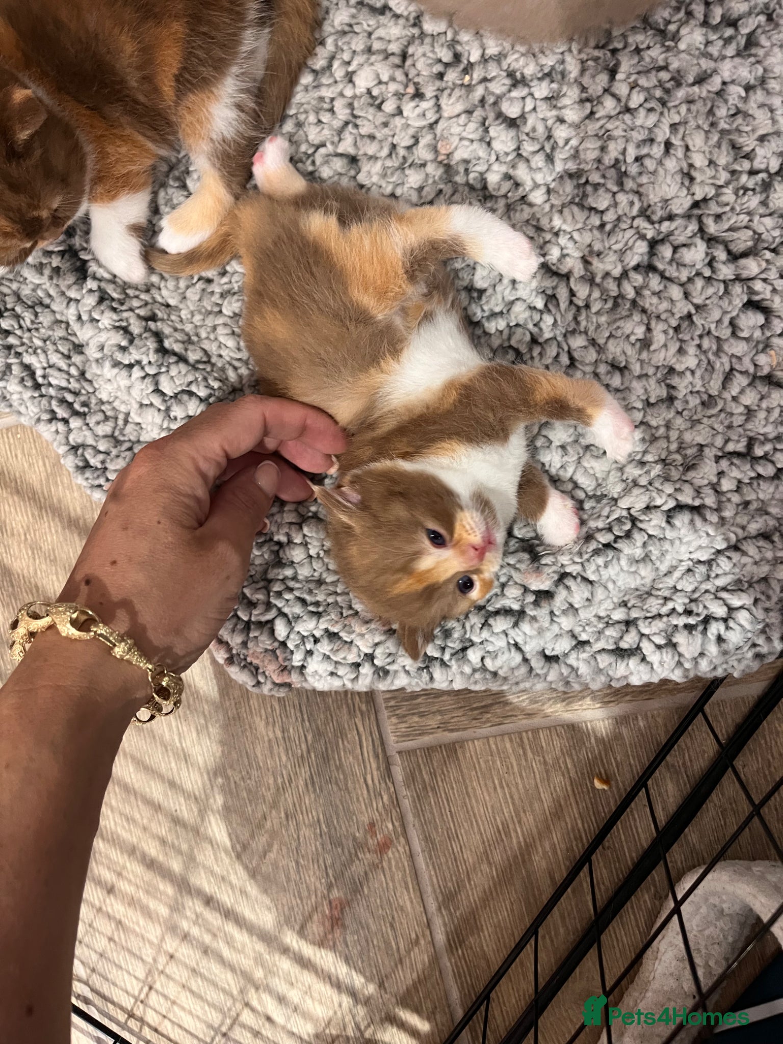 British Shorthair cats for sale: 🏆Gccf Cinnamon tortie Fawn Red bi colour 🏆 - Advert 15