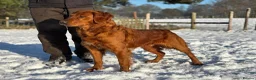 Golden Retriever dogs for sale: Exceptional health tested golden retrievers  - Advert 3