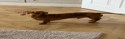 Miniature Dachshund dogs for sale: 3 year old male Miniature Dachshund - Advert 10