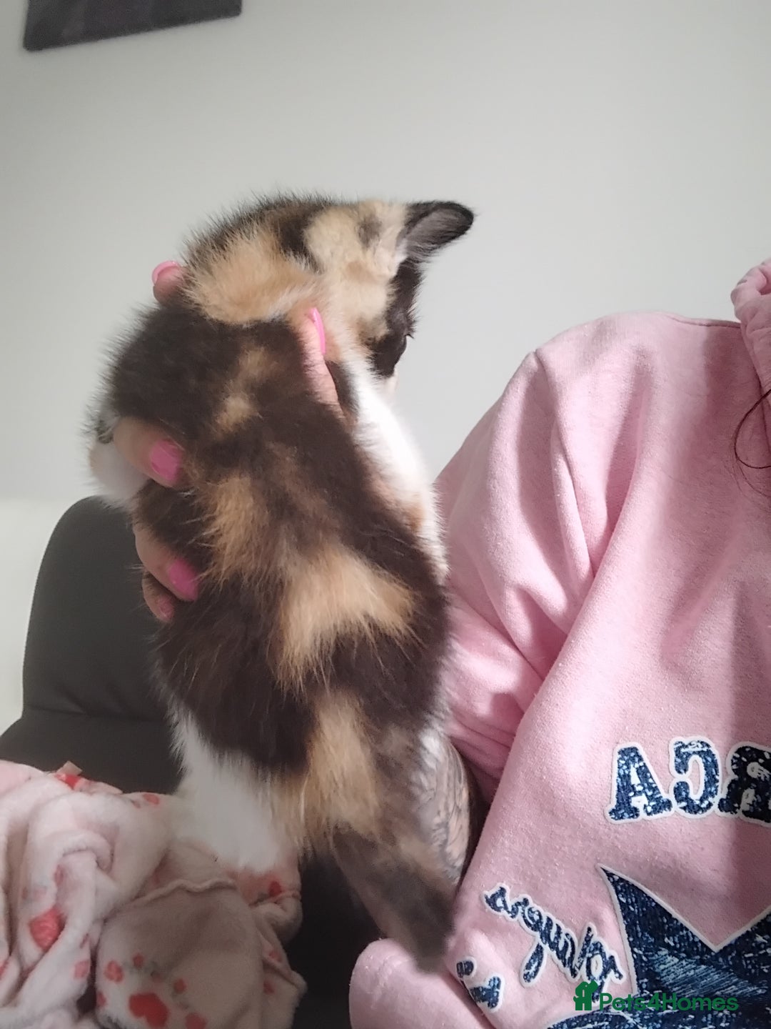 Mixed Breed cats for sale: Black and ginger, white and black kittens - Image 5