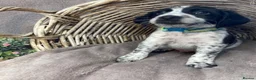 Mixed Breed dogs for sale: Ready now Cocker spaniel x Jack Russell pups  in Dudley - Advert 6