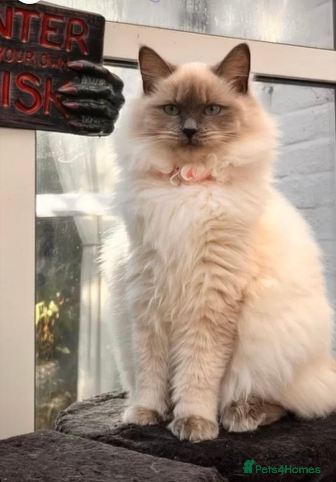 Ragdoll cats for sale: 4 Gorgeous Ragdoll Kittens **Ready to go now** - Image 10