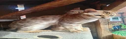 Bengal cats for sale: 5 beautiful full breed bengal kits - Advert 4