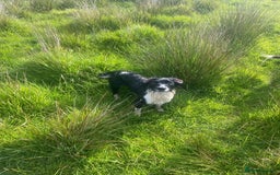 English Springer Spaniel dogs for sale: block coloured black & white springer bitch  - Image 2