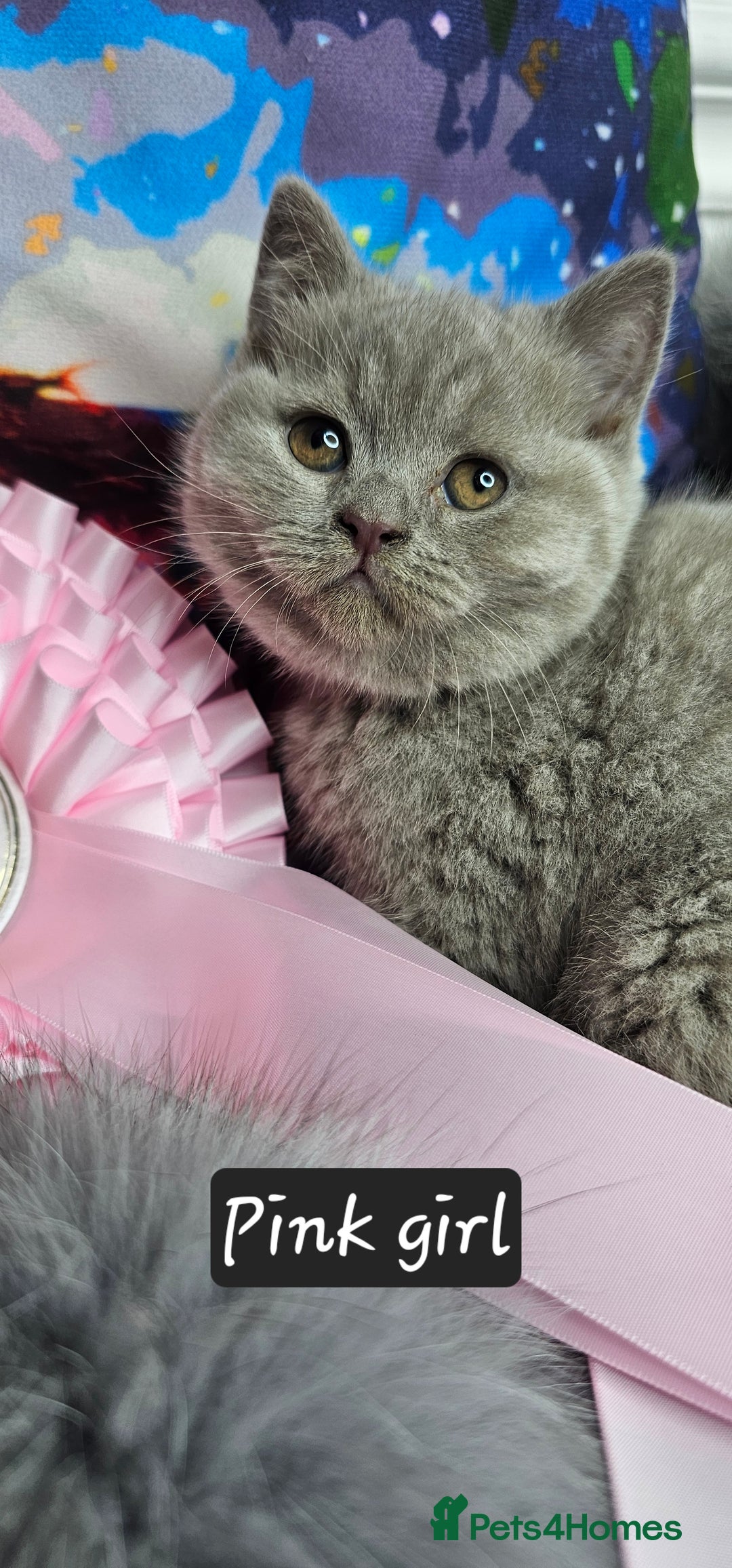 British Shorthair cats for sale: British short hair kittens - Advert 36