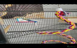 Budgerigars birds for sale: Budgies and cage all together - Image 6