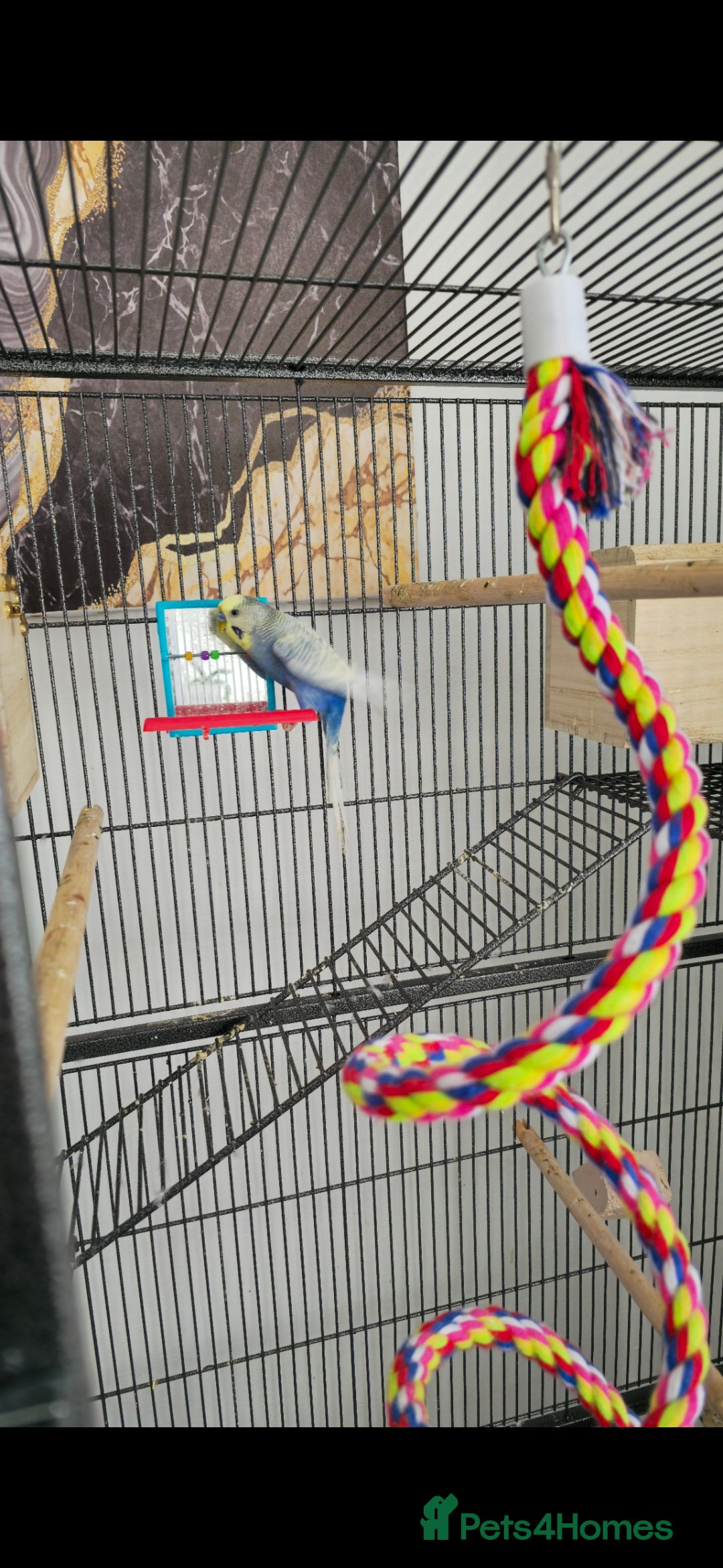 Budgerigars birds for sale: Budgies and cage all together - Image 6