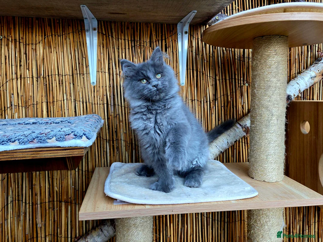 Maine Coon cats for sale: 2 Stunning GCCF Kittens Available.  - Advert 27