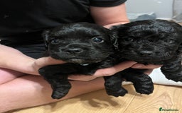 Mixed Breed dogs for sale: Pugcockapoo - Image 3