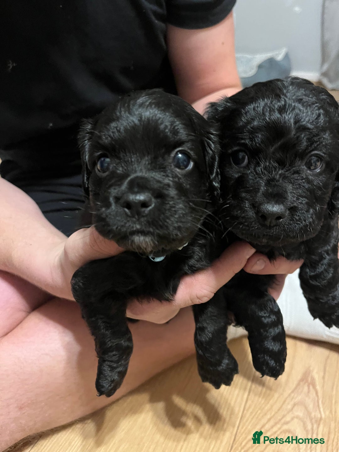 Mixed Breed dogs for sale: Pugcockapoo - Image 3