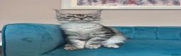 Maine Coon cats for sale: TICA Pedigree Registered Maine Coon Kittens - Advert 18