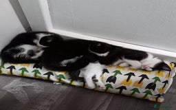 Mixed Breed cats for sale: Cute tuxedo and black kittens - Image 3
