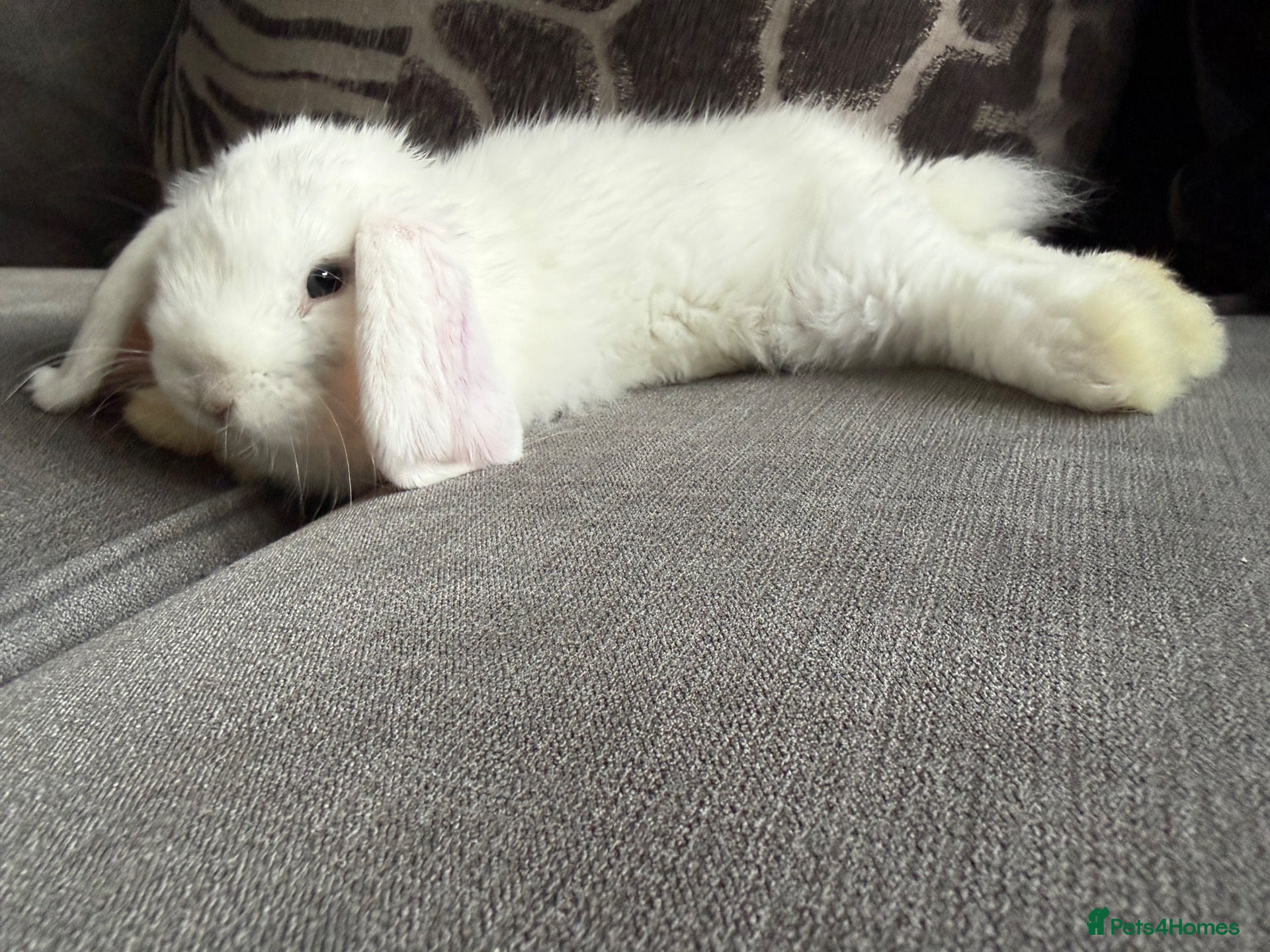 Mini Lop rabbits gorgeous babies   Last two girls left 💕💕🐰🐰 - Advert 2