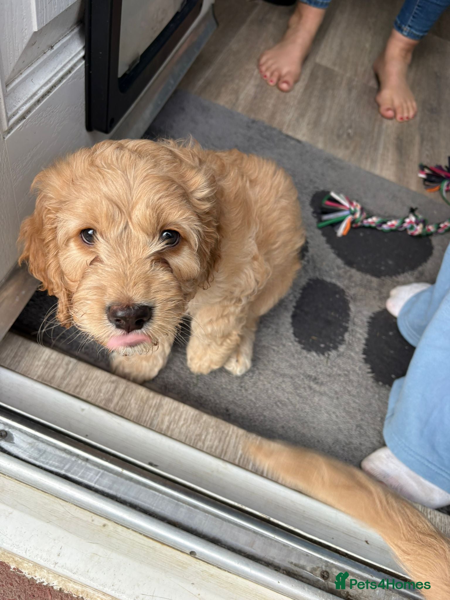 Cockapoo dogs for sale: Last beautiful boy left Gorgeous Golden Cockerpoo - Advert 1