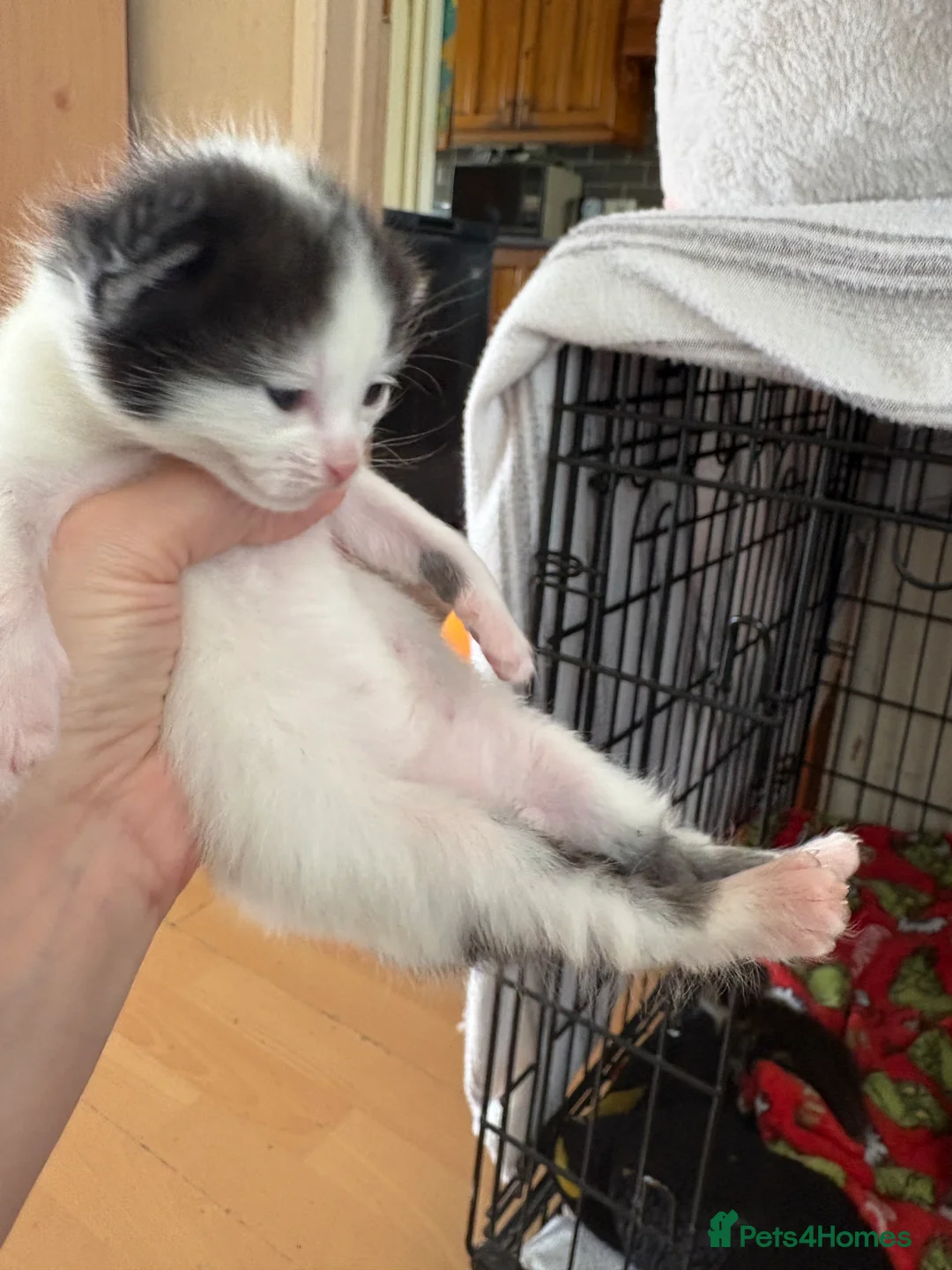 Mixed Breed cats for sale: Kittens for sale  - Advert 6