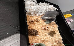 Mini Lop rabbits for sale: Ralph the mini lop - Image 2