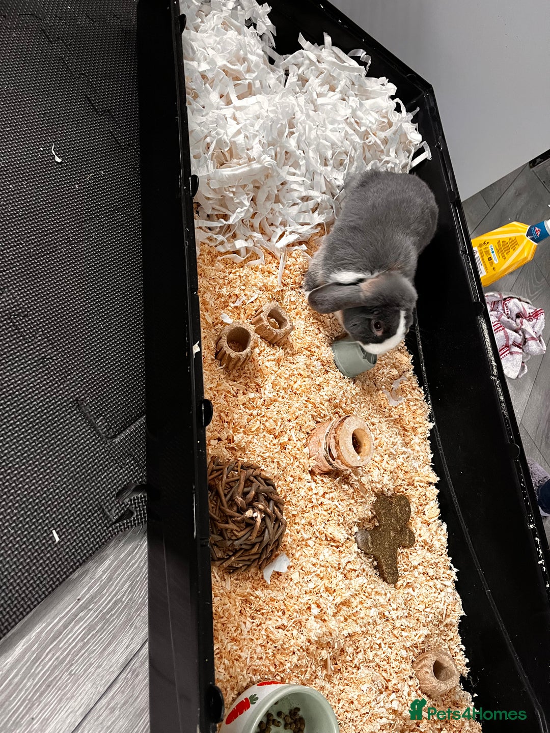 Mini Lop rabbits for sale: Ralph the mini lop - Image 2