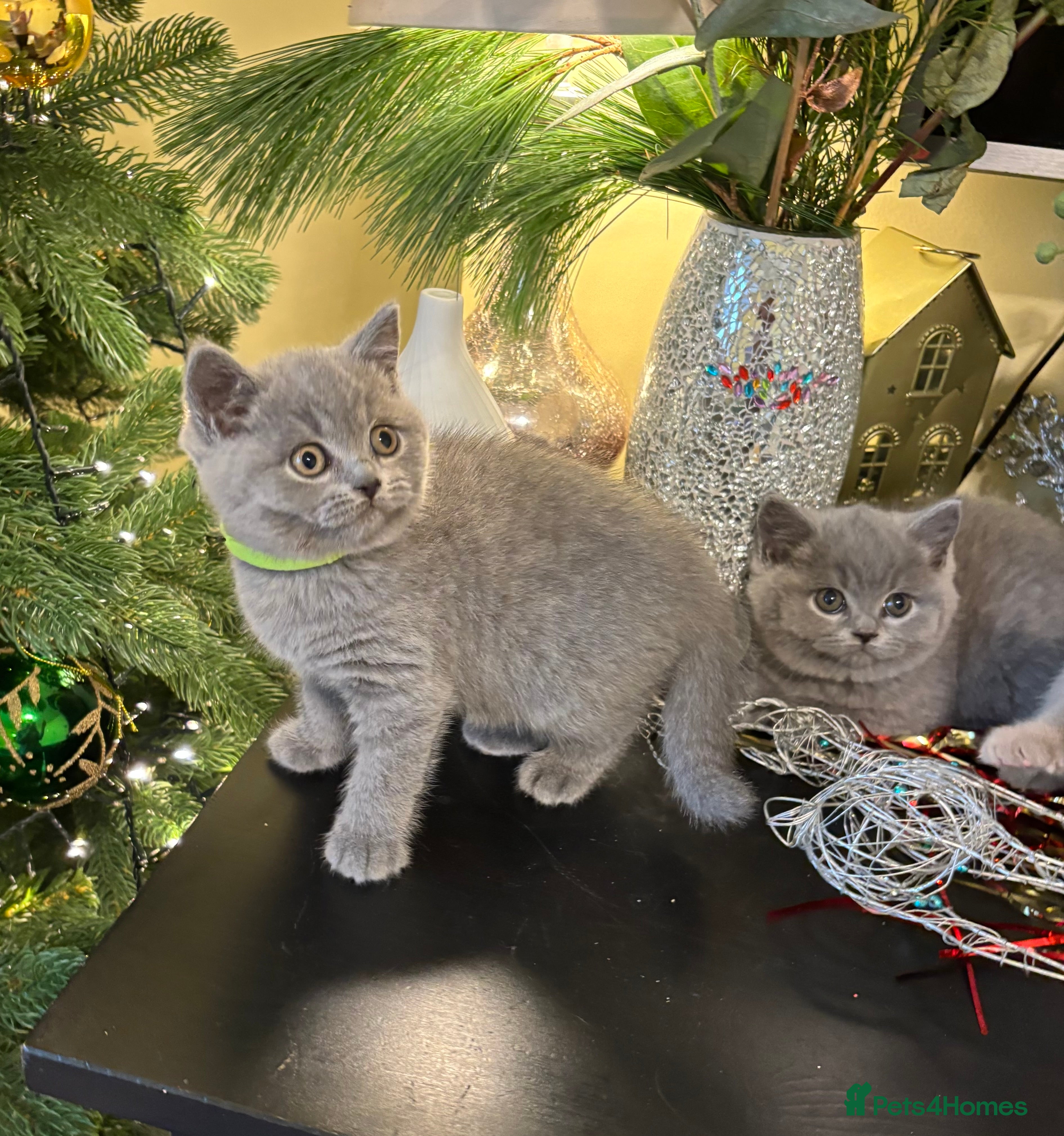 British Shorthair cats Full British shorthair kittens, London - Advert 4