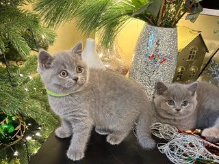 British Shorthair cats Full British shorthair kittens, London - Advert 4