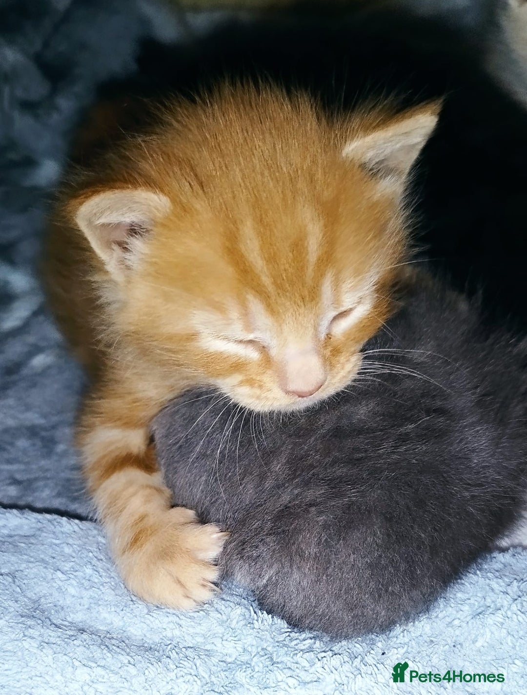 Mixed Breed cats for sale: Amazing, very beautiful kittens 3 boys, 1 girl - Advert 17