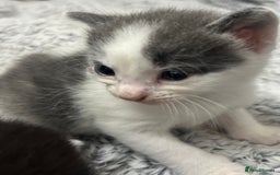 Mixed Breed cats for sale: REDUCED: 2 friendly kittens remain- regime 26/8/25 - Image 35