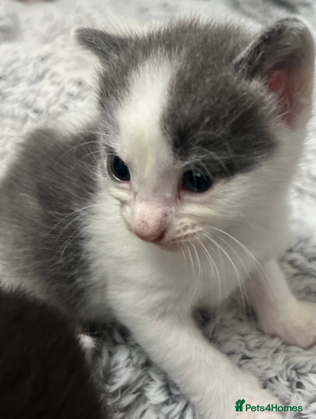 Mixed Breed cats for sale: REDUCED: 2 friendly kittens remain- regime 26/8/25 - Image 35