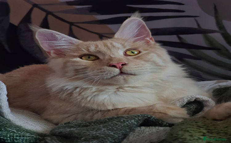 Maine Coon cats - Advert 12