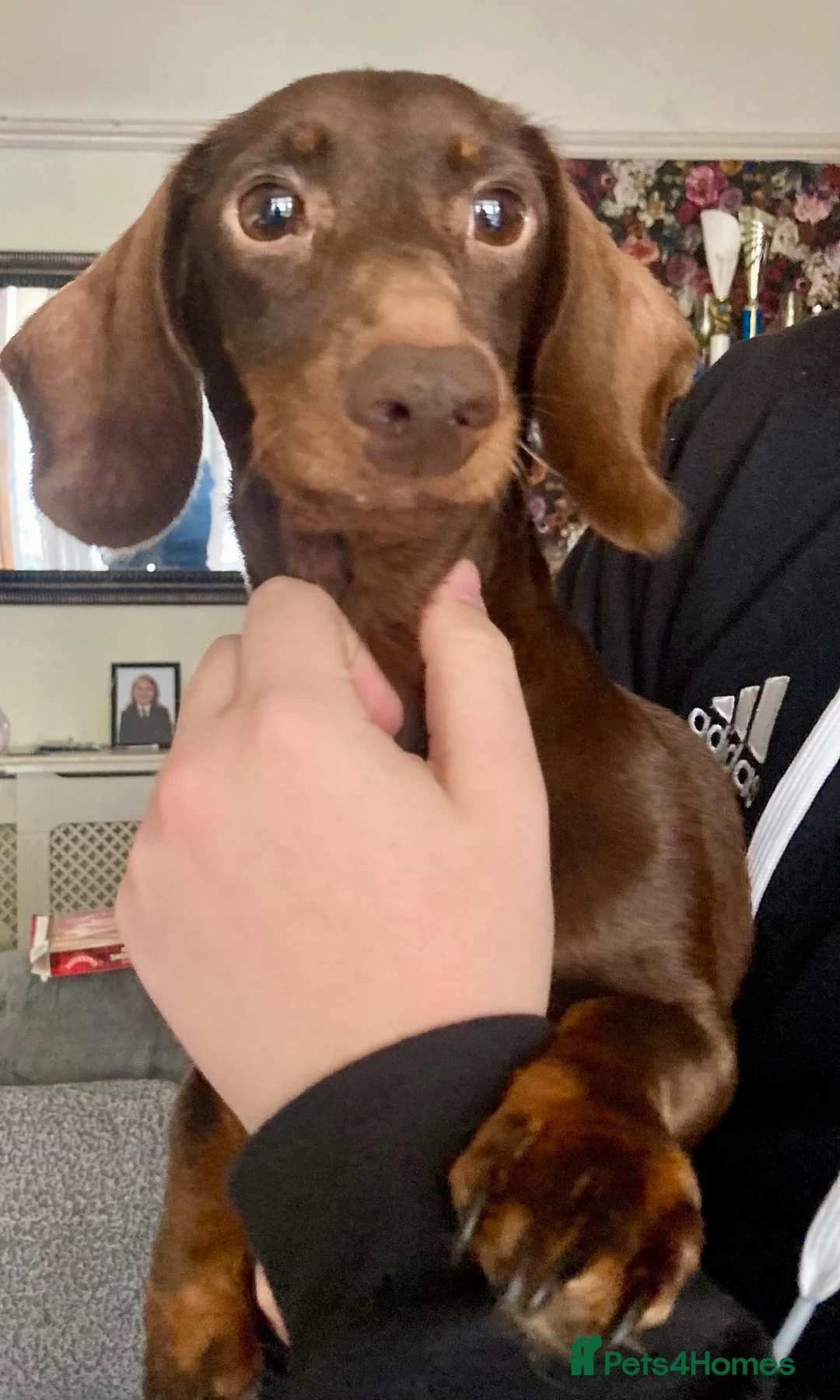 Mixed Breed dogs for sale: Dachshund x Pug (Daug) - Advert 2