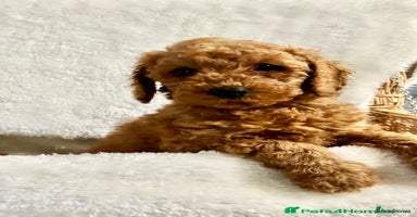 Cavapoo dogs - Advert 12
