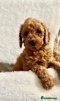 Cavapoo dogs - Advert 4