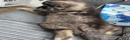 Pomsky dogs for sale: Stunning Pomsky Puppies  in Worthing - Advert 19