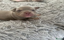 American Bully dogs for sale: REBULA X MC MERLIN POCKET BULLYS PUPS - Image 4