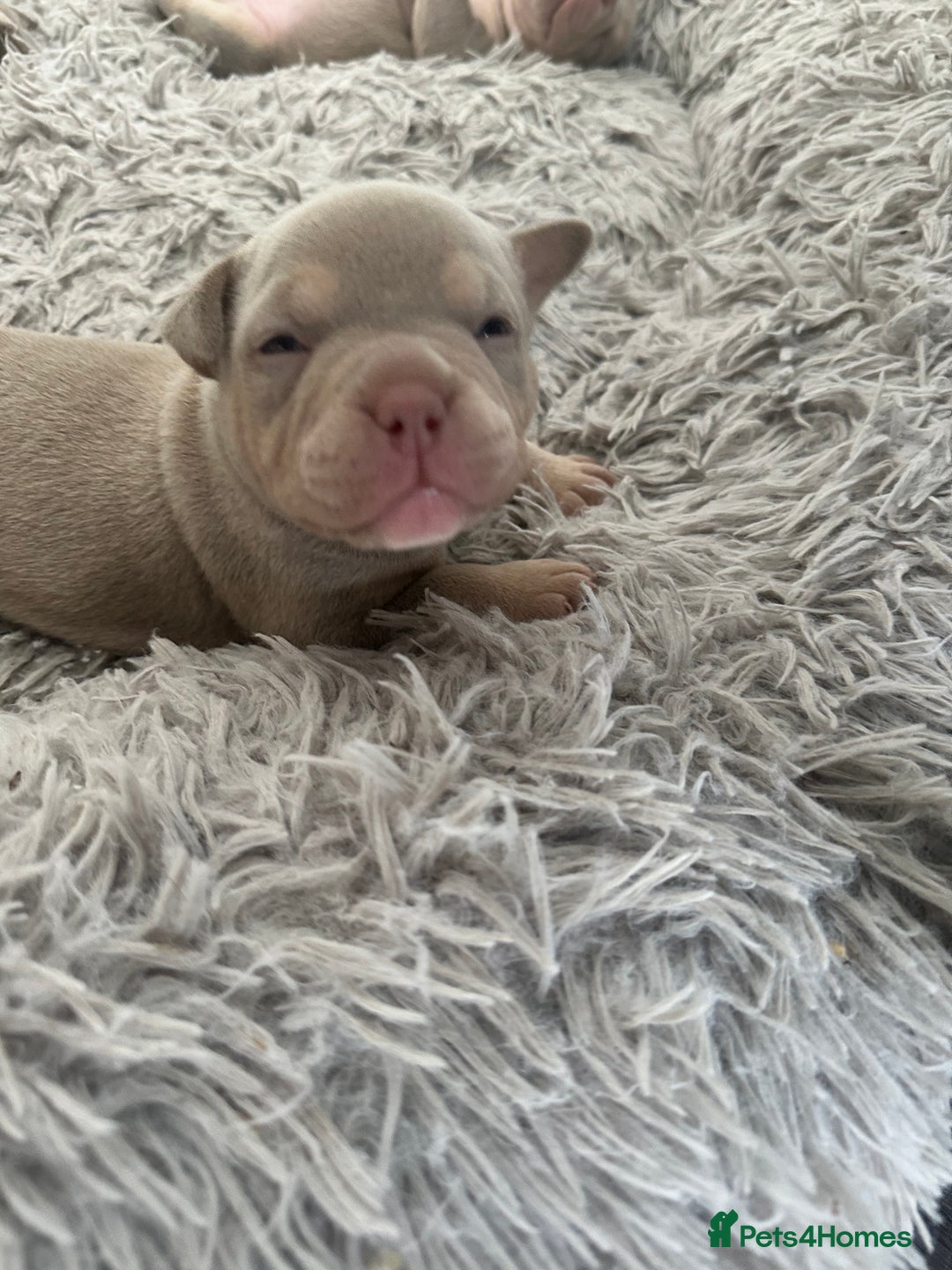 American Bully dogs for sale: REBULA X MC MERLIN POCKET BULLYS PUPS - Image 4