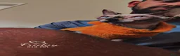 Sphynx cats for sale: My gorgeous pair  - Advert 5
