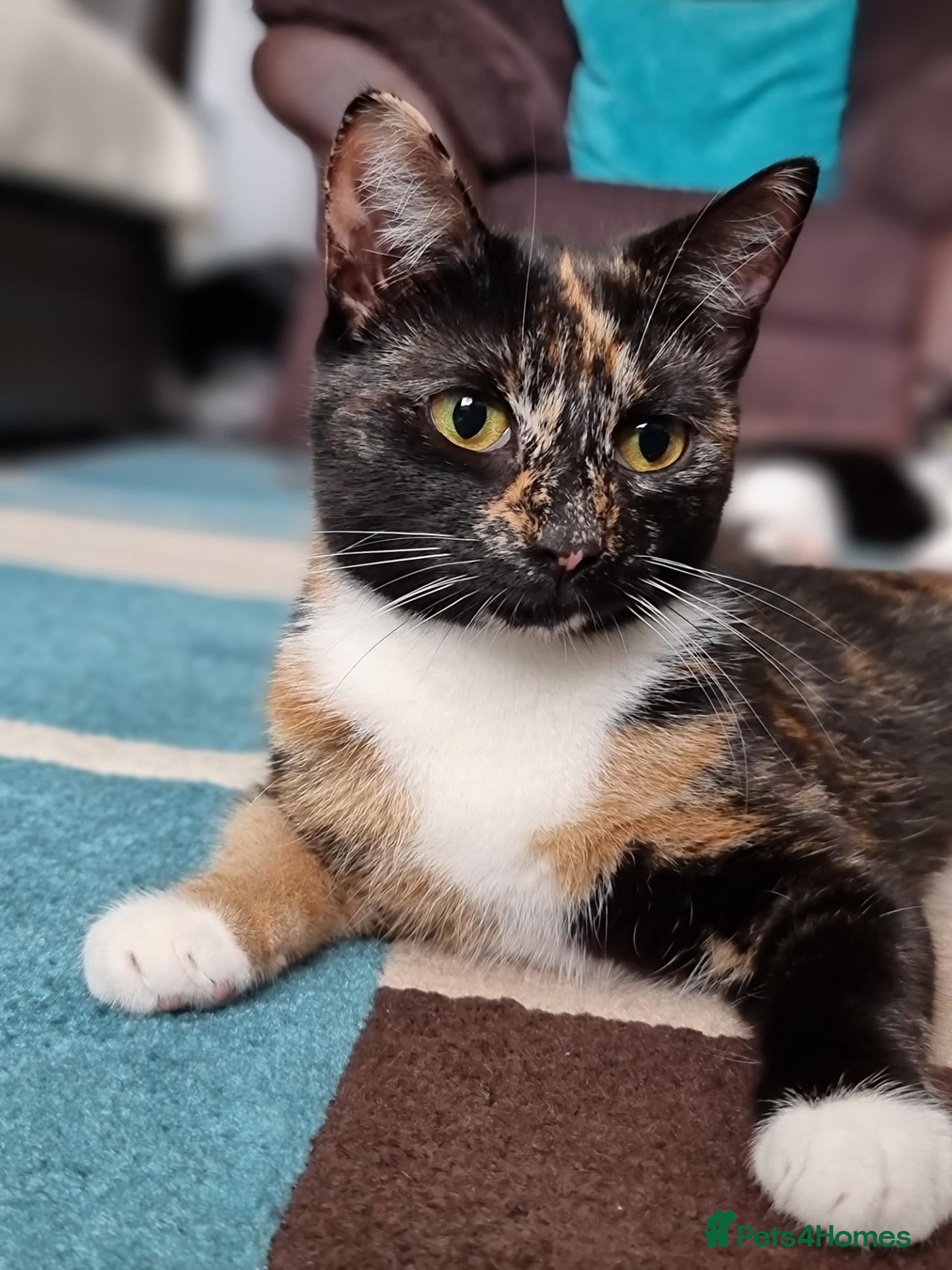 British Shorthair cats for sale: Loving Home Wanted for Lola  - Advert 3