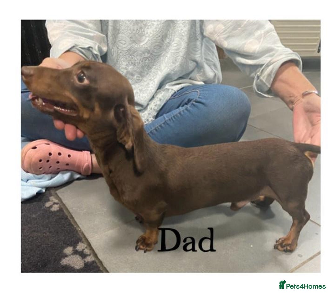 Miniature Dachshund dogs for sale: TURE MINIATURE DACHSHUND  - Advert 7