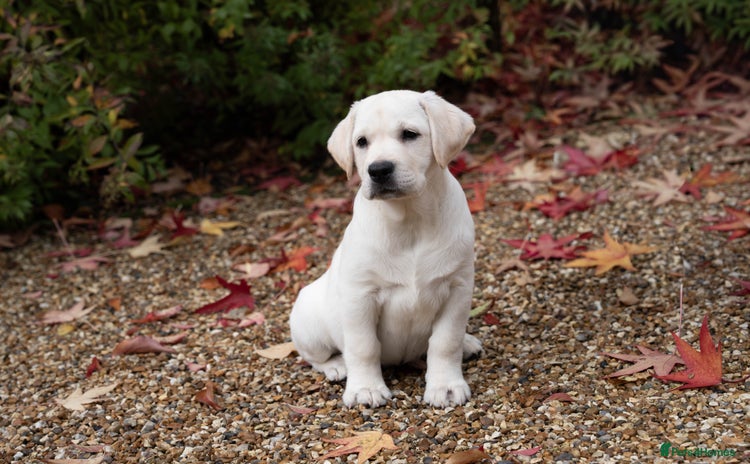 Labrador Retriever dogs - Advert 5