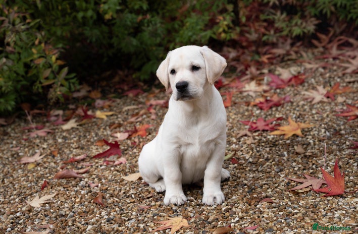 Labrador Retriever dogs - Advert 2