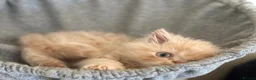 Persian cats for sale: GCCF registered cream Persians 💙 - Advert 6